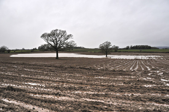 Typical field scene near Leominster, UK, late December 2012 Typical field scene near Leominster, UK, late December 2012
