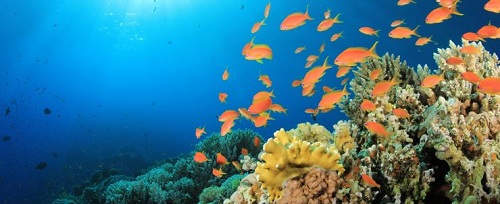 Photo of Coarl Reef in Red Sea