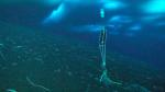 SeaFET pH sensor 
