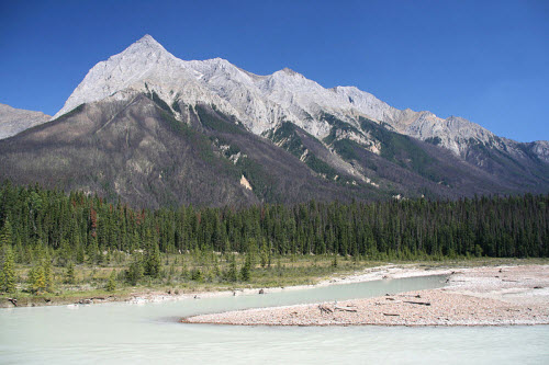 Pine beetle damage in Yoho National Park, British Columbia