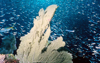 Ocean life abundance NOAA photo of ocean life