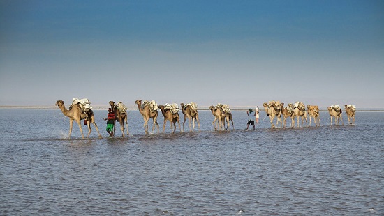 Camels, Danakil Depression, Ethiopia