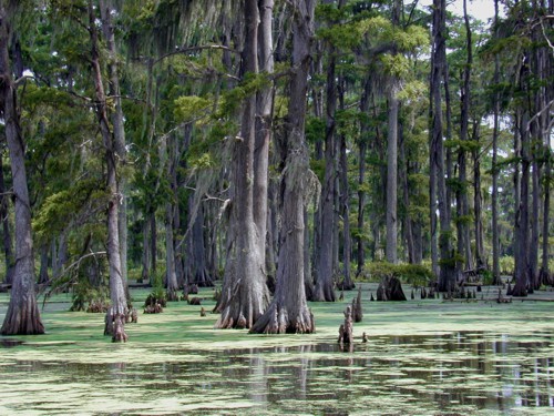 The Arctic looked like this 56 million years ago – modern Baldcypress Swamp in Louisiana. Photo by Jan Kronsell CC BY-SA 3.0
