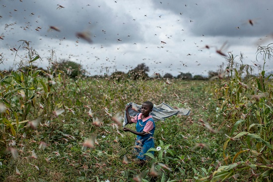 Locusts in Kenya, Jan 2020